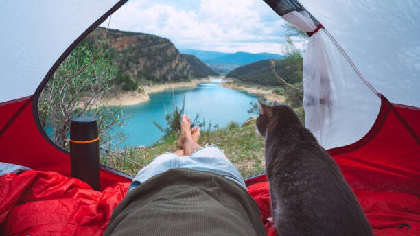 Camping with cat