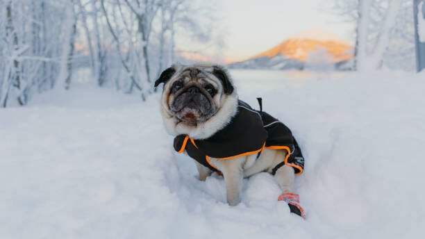 Guide to Winter Camping with Dogs: Essential Tips and Tricks