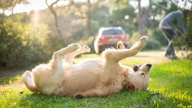 Solo Camping with dog