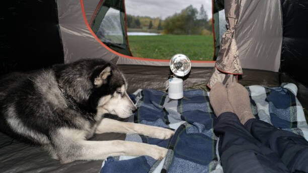 Guide to Winter Camping with Dogs: Essential Tips and Tricks