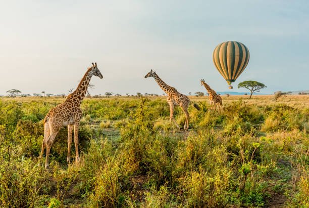 top 5 Amazing Wildlife Destinations in the World